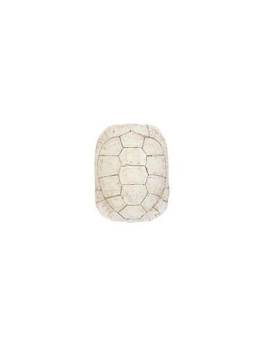 TURTLE SHELL