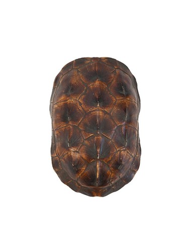 TURTLE SHELL