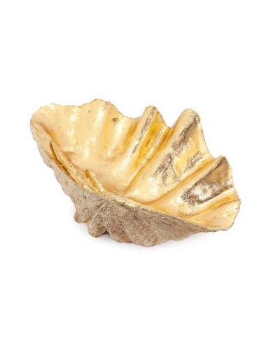 TRIDACNA MEDIUM